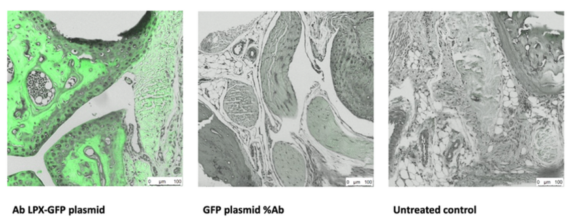 Histology panels of joint sections after targeted delivery showing strong GFP signal in treated group